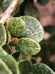 Eurytetranychus buxi