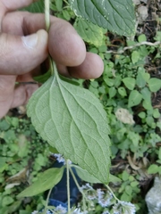 Salvia carnea