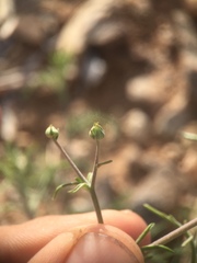 Chaenactis carphoclinia