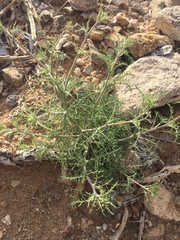 Chaenactis carphoclinia