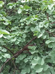 Ortalis columbiana