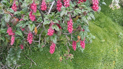 Ribes hirtum (Ribes hirtum)