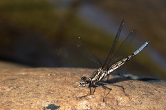 Platycypha fitzsimonsi