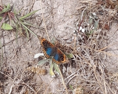 Junonia genoveva hilaris