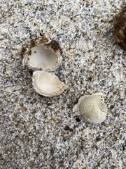 Battarrea phalloides