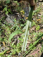 Senecio conzattii