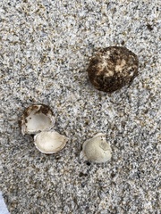 Battarrea phalloides