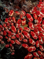 Eusynstyela latericius