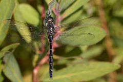 Zygonyx natalensis