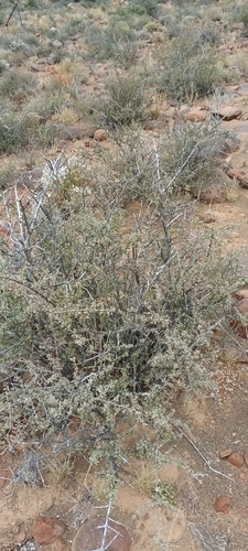 Image of Rhigozum obovatum by (c) Noeleen du Toit, some rights reserved (CC BY-SA)
