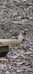 Phoenicurus ochruros