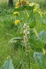 Platanthera