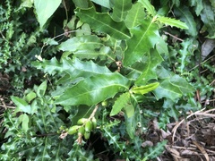 Acanthus ilicifolius