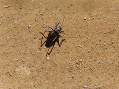 Acanthoplus