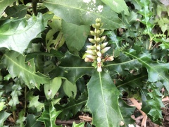 Acanthus ilicifolius