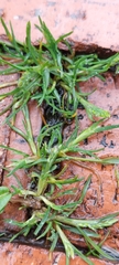 Poa annua