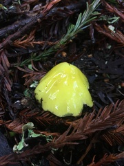 Hygrocybe acutoconica