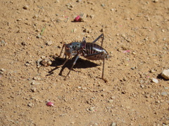 Acanthoplus