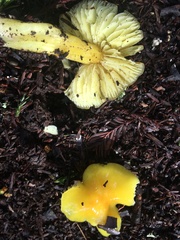 Hygrocybe acutoconica