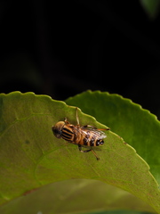 Eristalinus arvorum