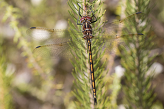 Syncordulia gracilis