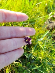 Curved-flower Schwenckia (Schwenckia curviflora)
