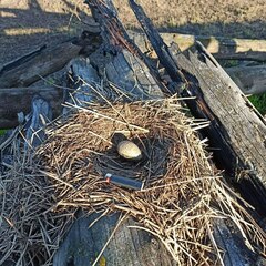 Chroicocephalus ridibundus