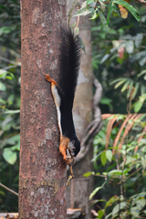 Callosciurus prevostii