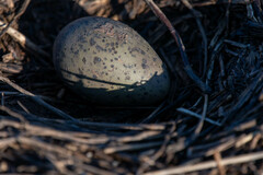 Chroicocephalus ridibundus