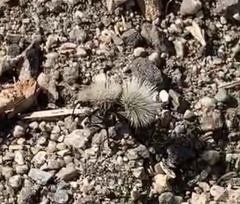 Dasymutilla sackenii