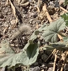 Dasymutilla sackenii