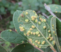 Combretum