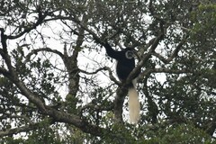 Colobus caudatus