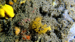 Pycnoclavella communis