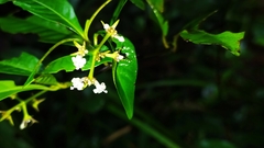 Palicourea tenerior