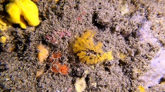 Pycnoclavella communis