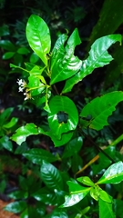 Palicourea tenerior