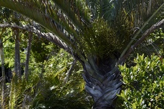 Dypsis decaryi