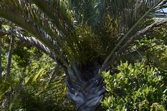 Dypsis decaryi