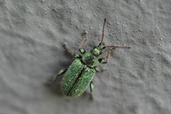 Phyllobius betulinus