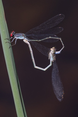 Pseudagrion sublacteum