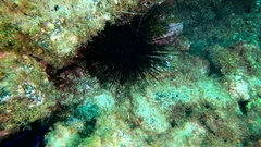 Diadema africanum