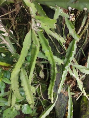 Lepismium cruciforme