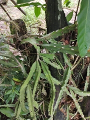 Lepismium cruciforme