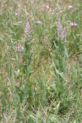 Nepeta tuberosa