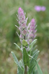 Nepeta tuberosa