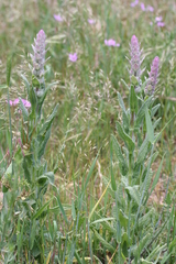 Nepeta tuberosa