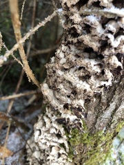 Lobarina scrobiculata