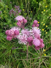 Campuloclinium macrocephalum