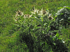 Cirsium spinosissimum